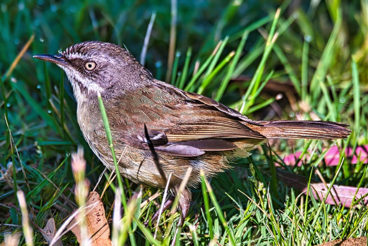 White-browed Scrubwren (White-browed) - ML644398215