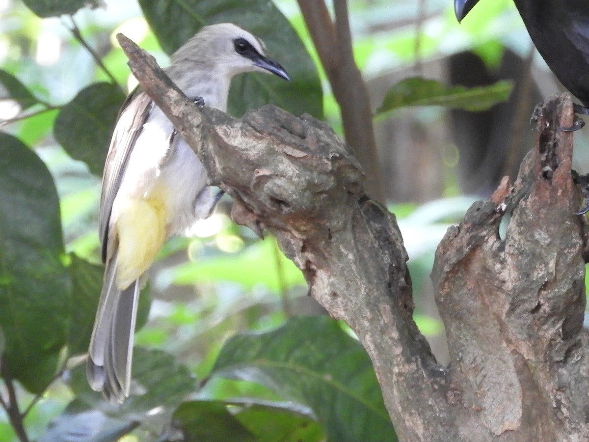 Schwarzzügelbülbül - ML644398220