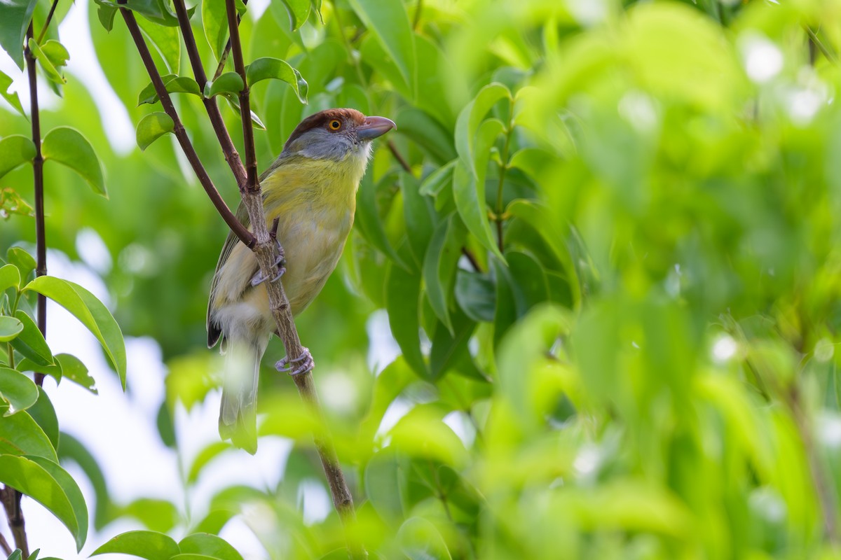 Rufous-browed Peppershrike - ML644398222