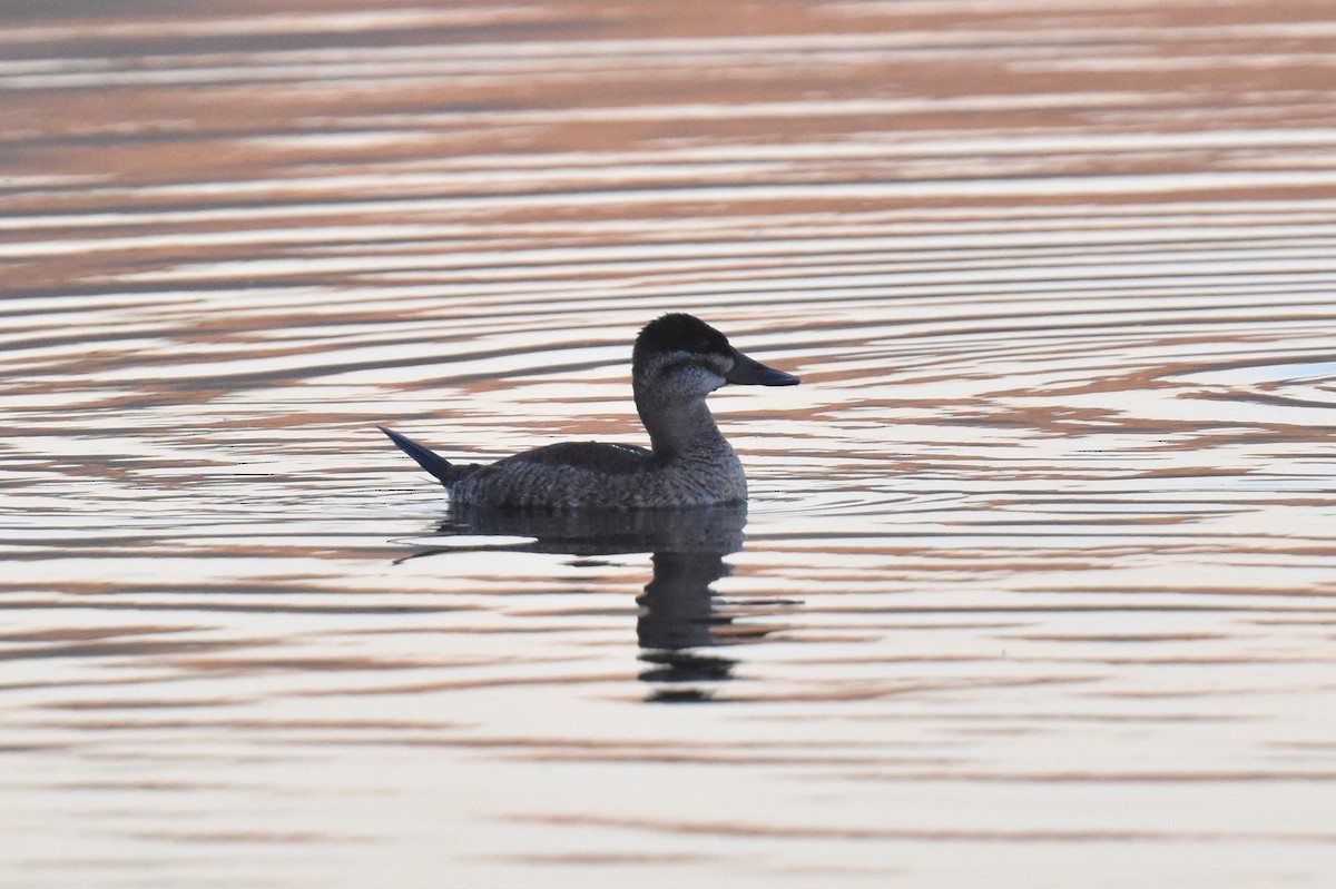 Савка американська - ML644398235