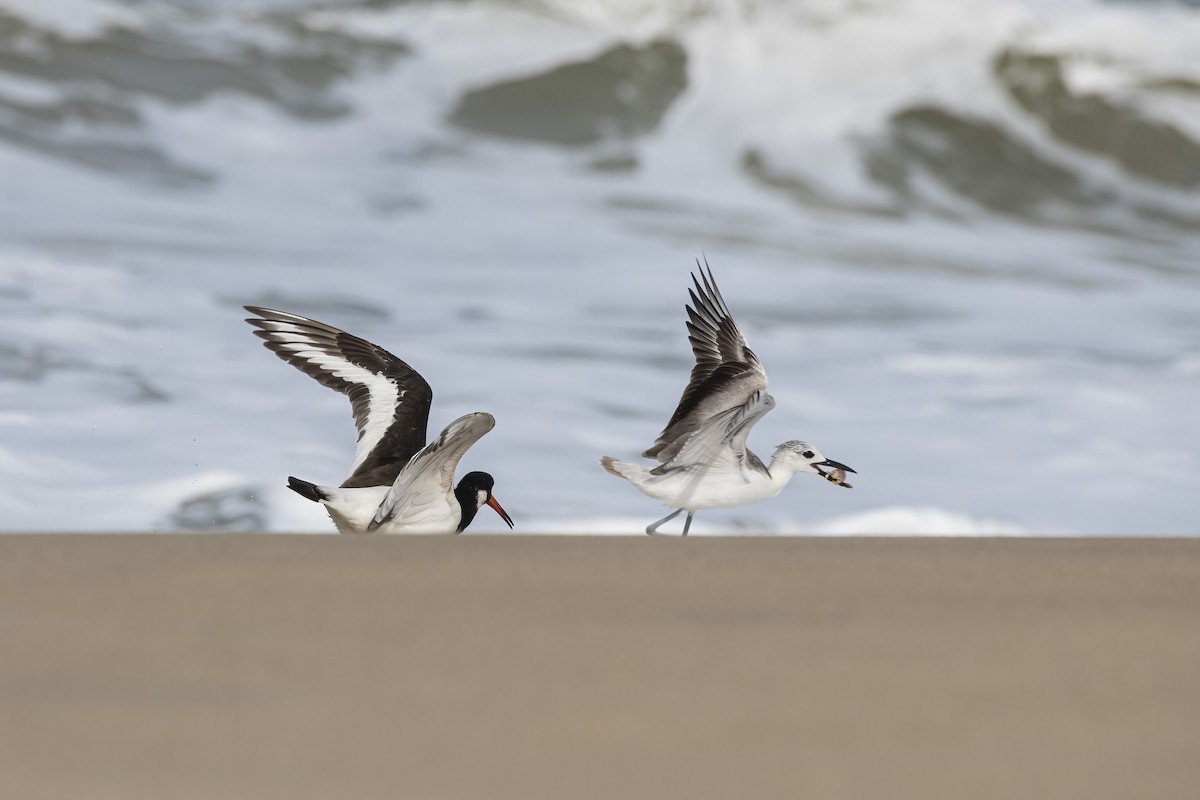 Crab-Plover - ML644398242