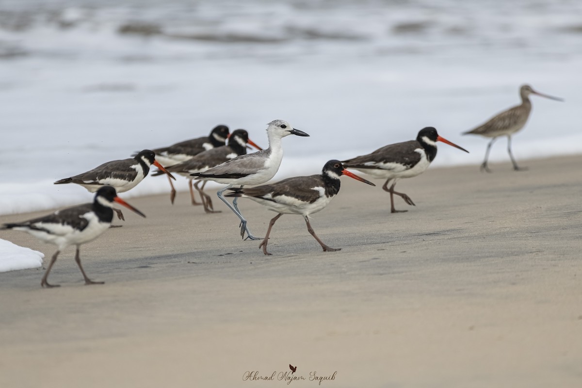 Crab-Plover - ML644398243