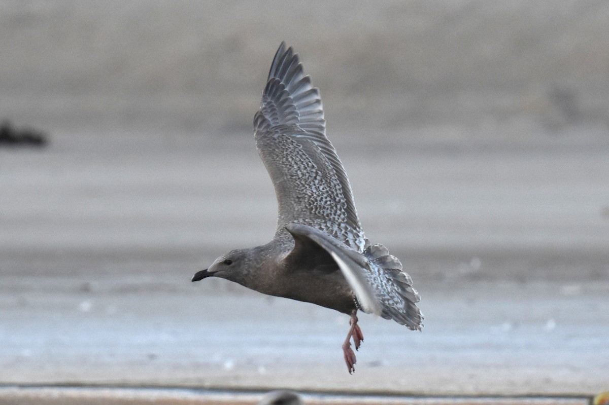 Goéland arctique (thayeri) - ML644398244