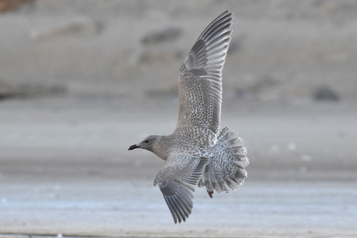 Goéland arctique (thayeri) - ML644398245