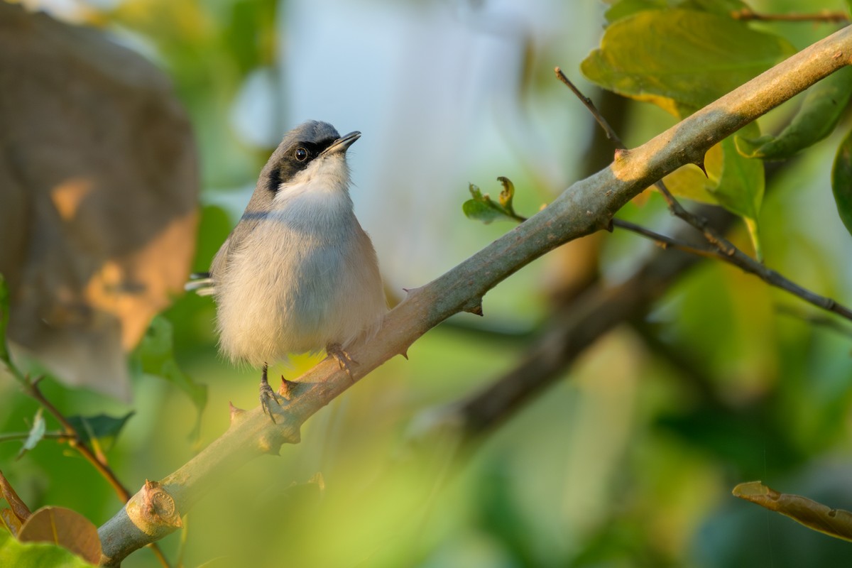 Masked Gnatcatcher - ML644398248