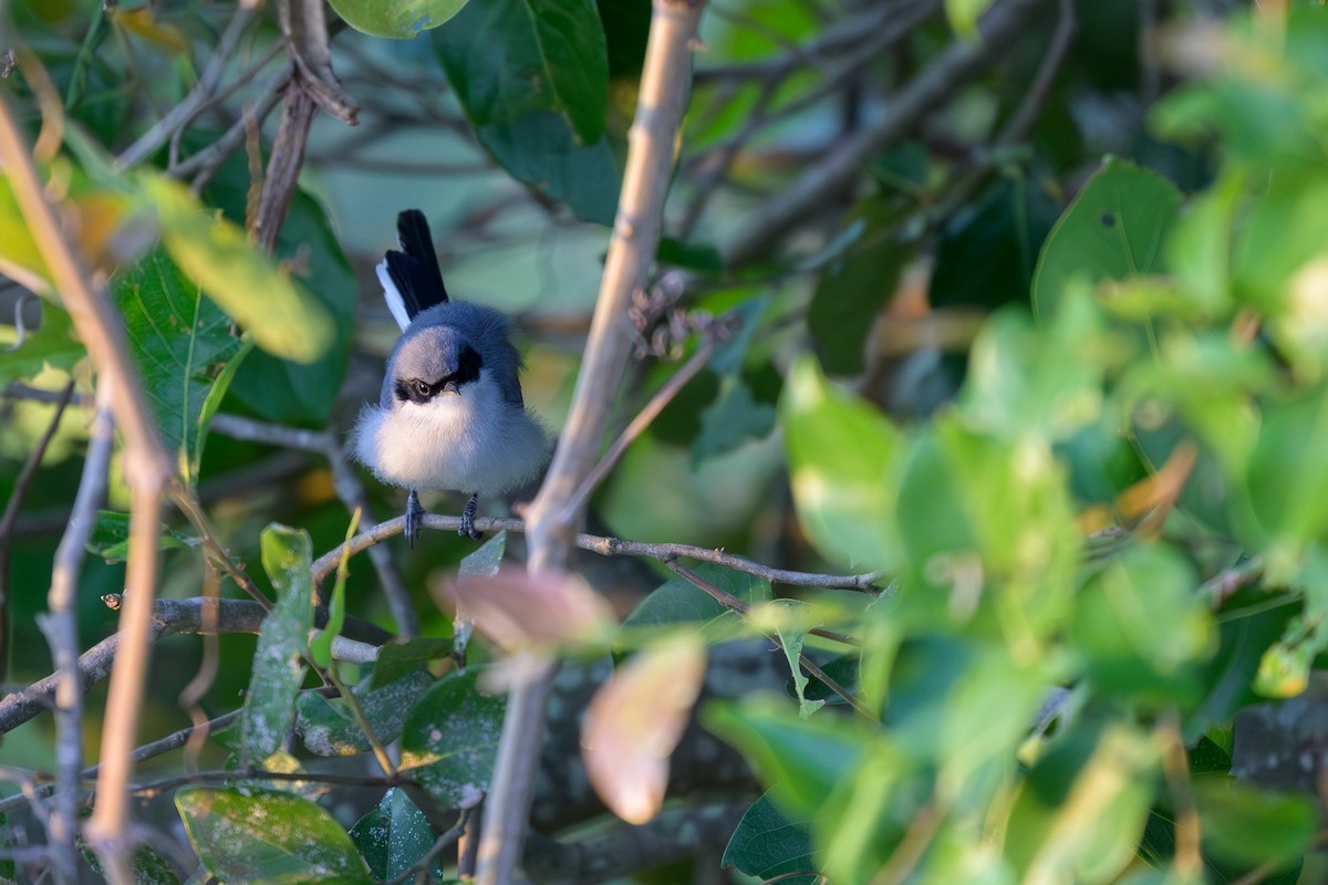 Masked Gnatcatcher - ML644398249