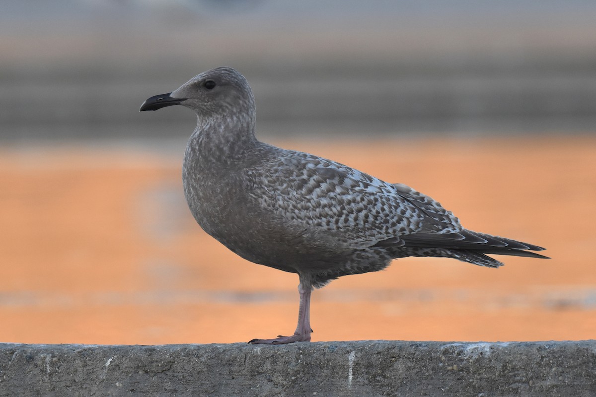 Goéland arctique (thayeri) - ML644398250