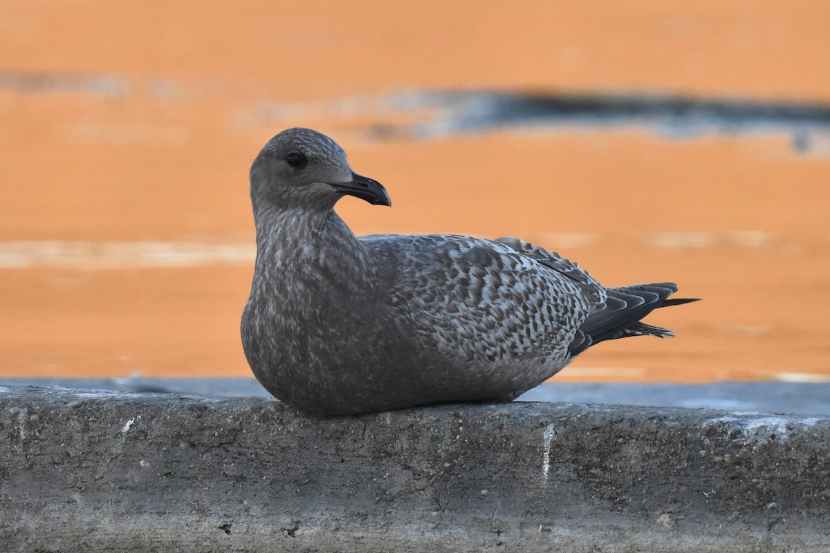 Goéland arctique (thayeri) - ML644398252