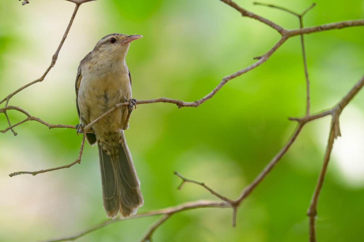 Thrush-like Wren - ML644398253