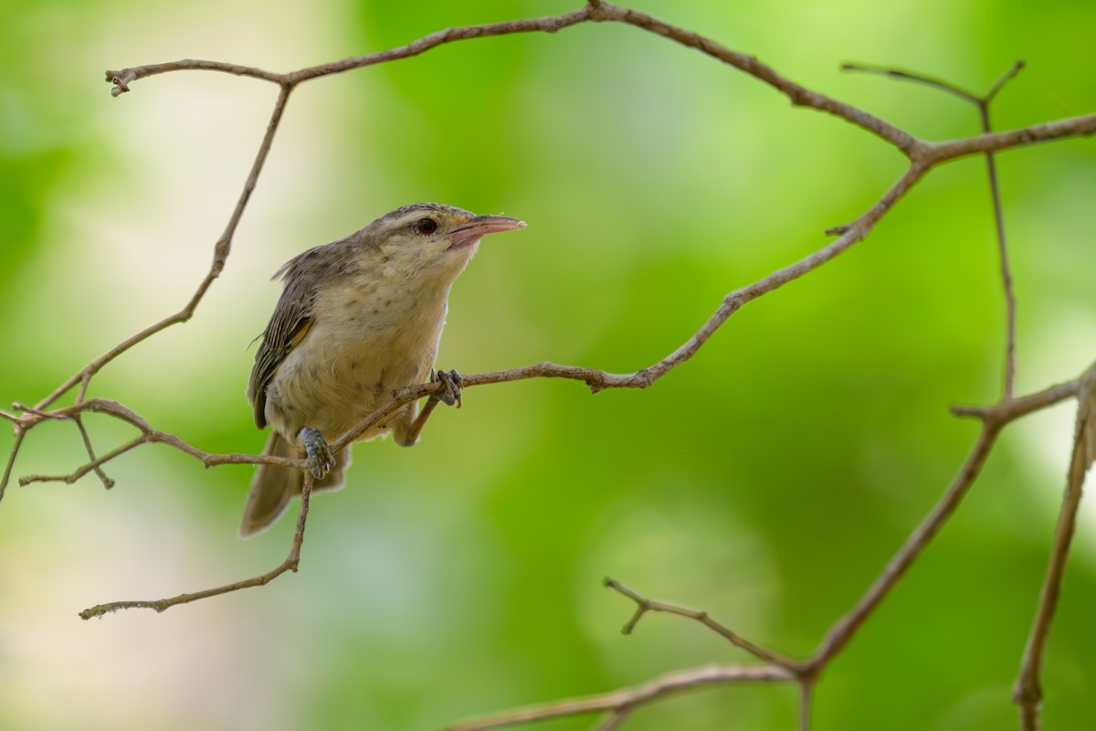 Thrush-like Wren - ML644398254