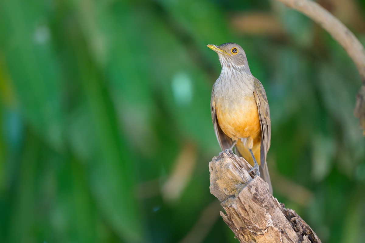 Rufous-bellied Thrush - ML644398257