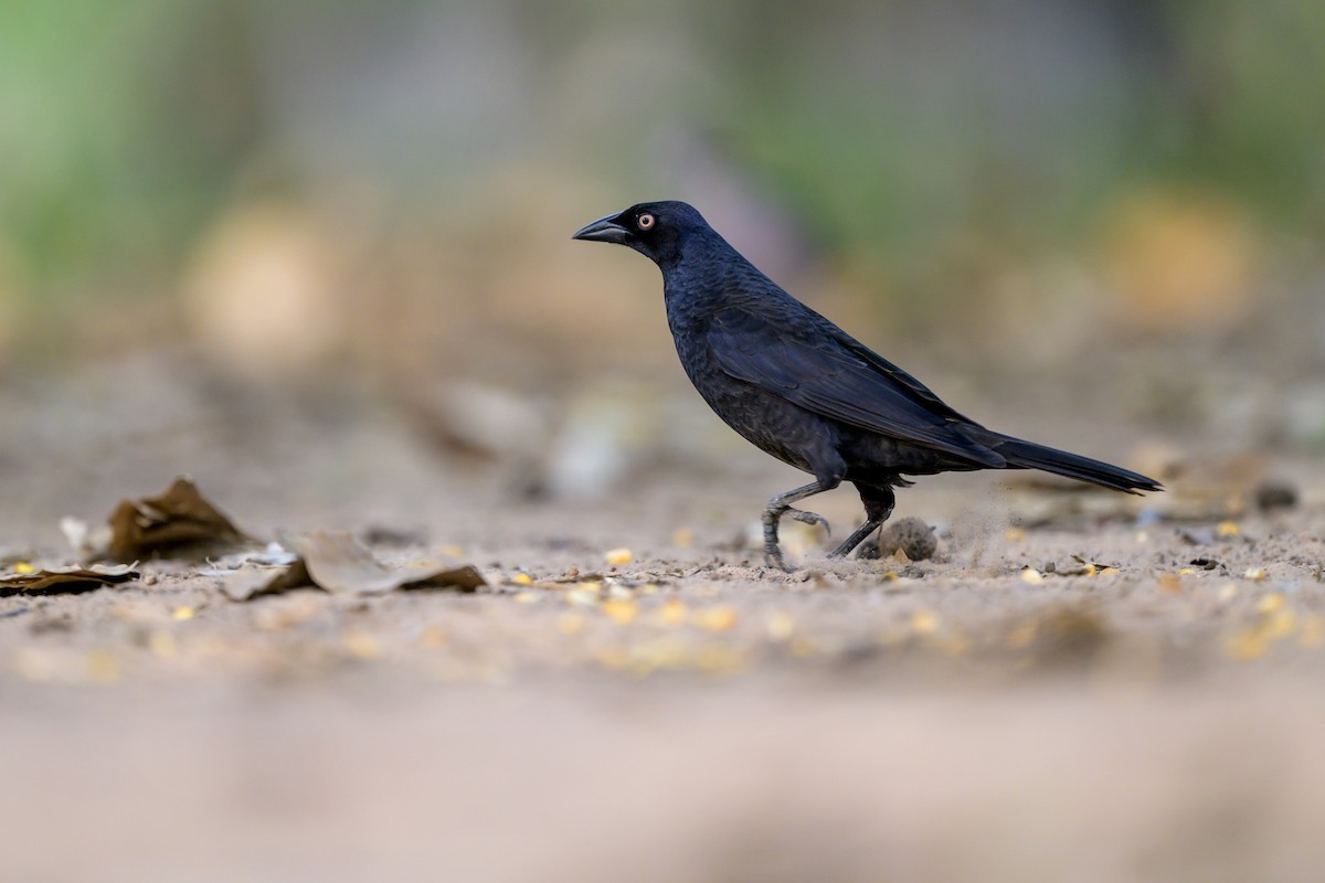 Giant Cowbird - ML644398258