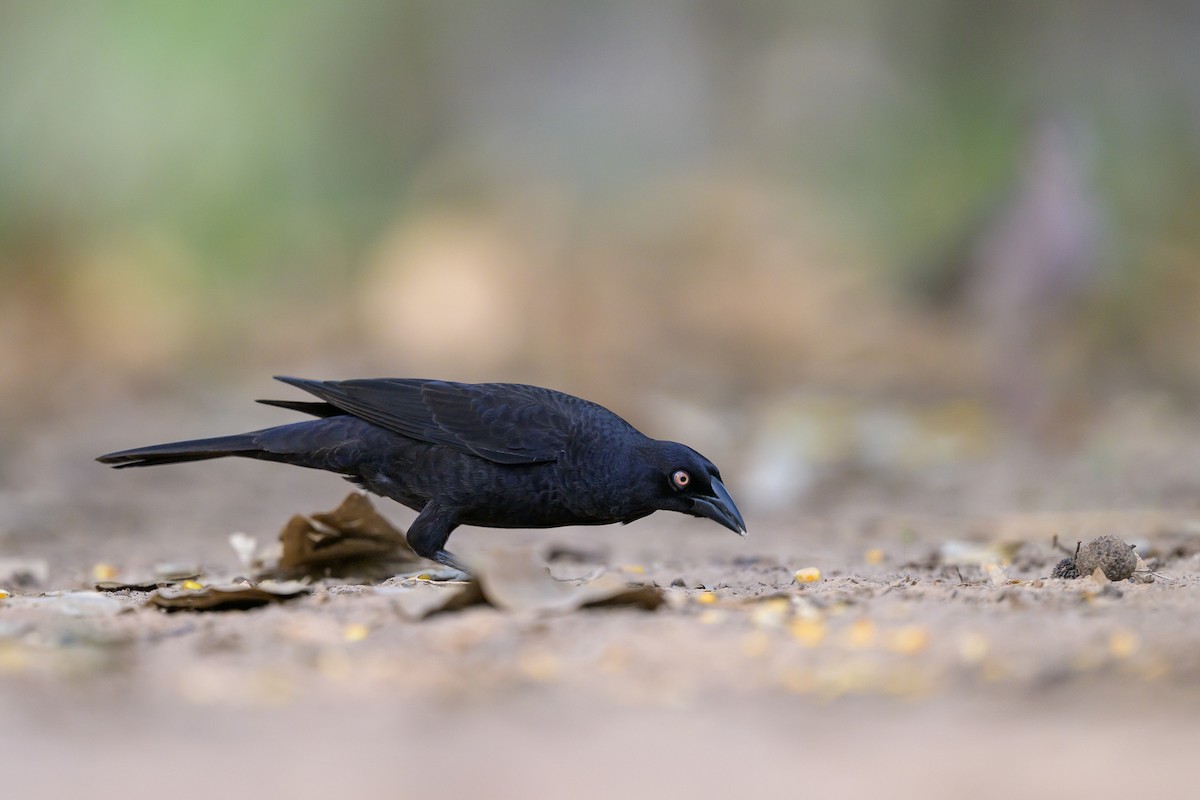 Giant Cowbird - ML644398259