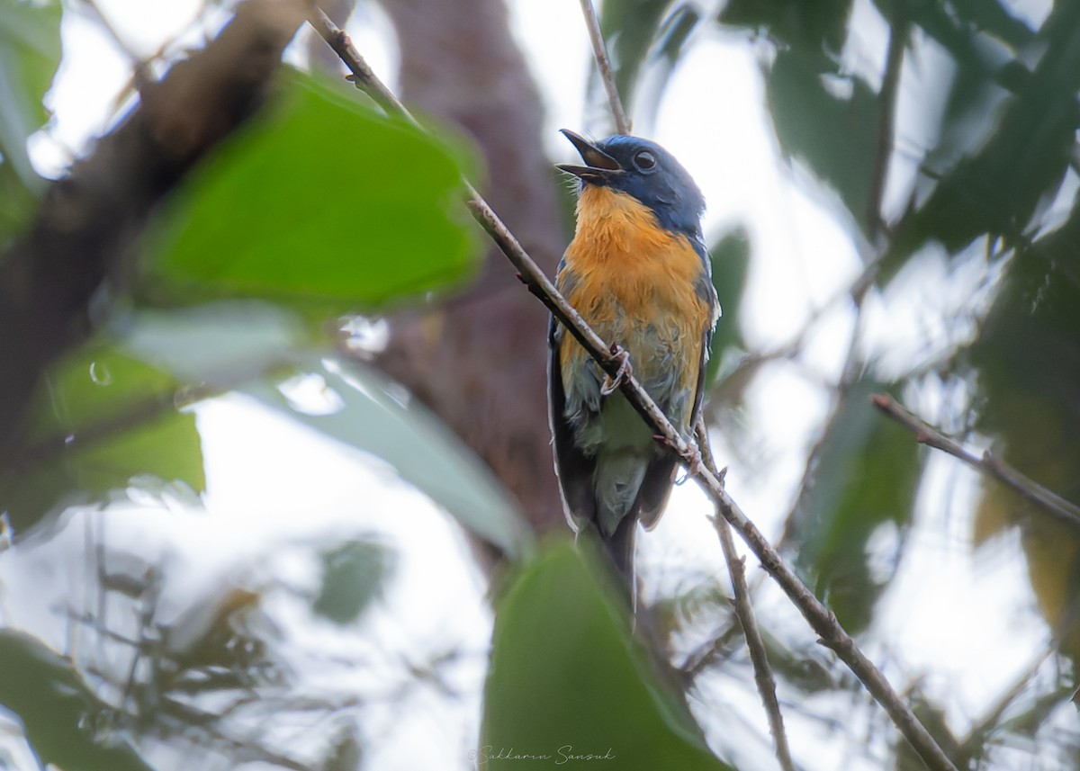 Hill Blue Flycatcher - ML644398260