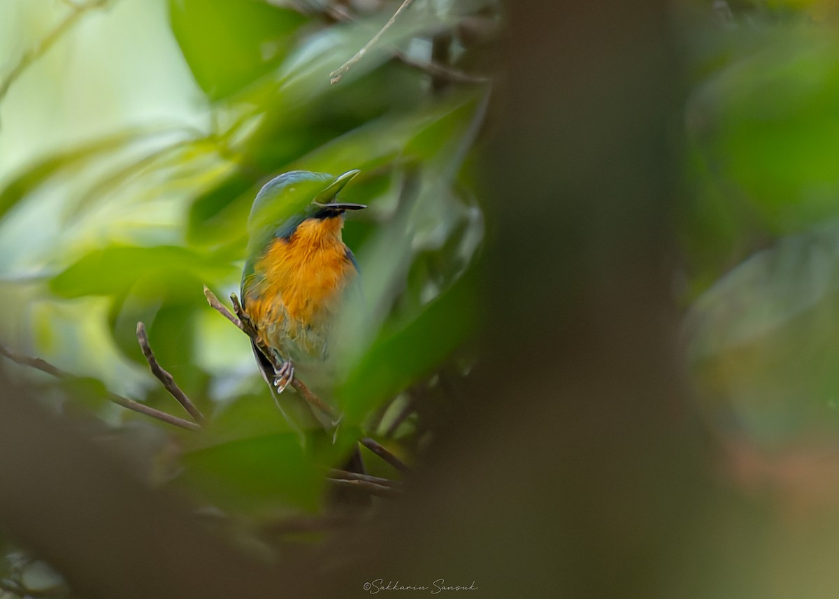 Hill Blue Flycatcher - ML644398261