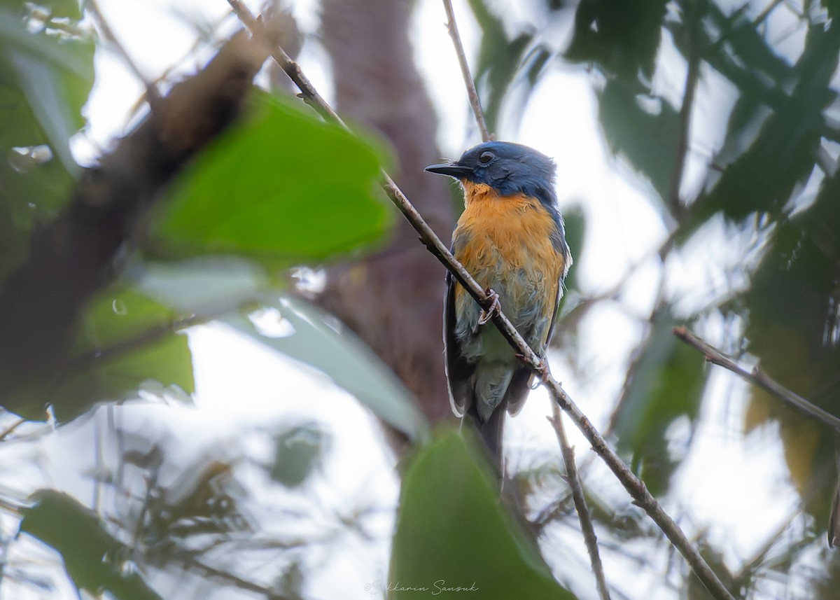 Hill Blue Flycatcher - ML644398262
