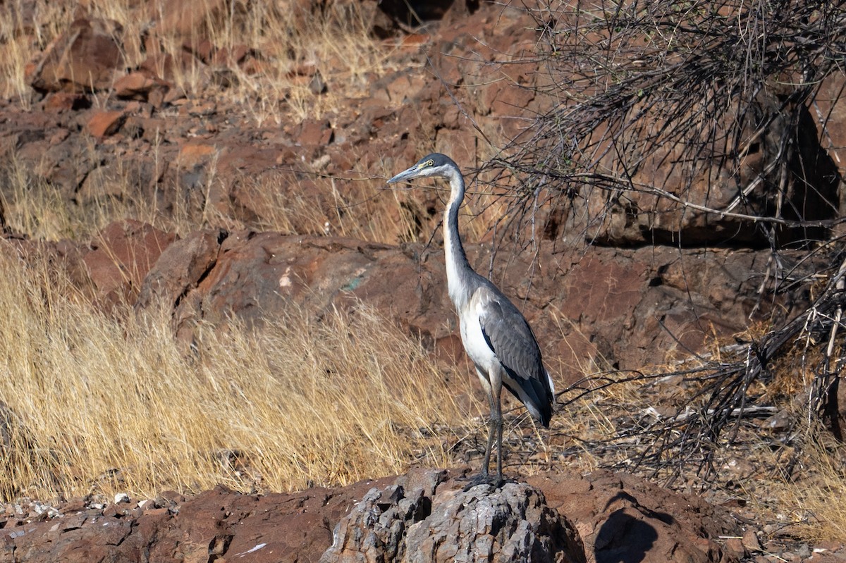 Black-headed Heron - ML644398263