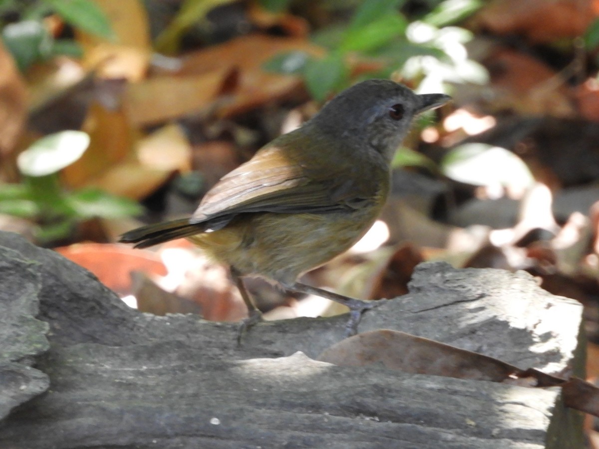 Horsfield's Babbler (Horsfield's) - ML644398264