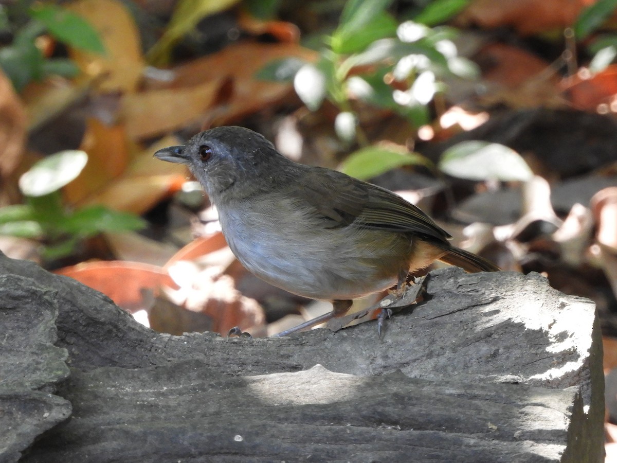 Horsfield's Babbler (Horsfield's) - ML644398265
