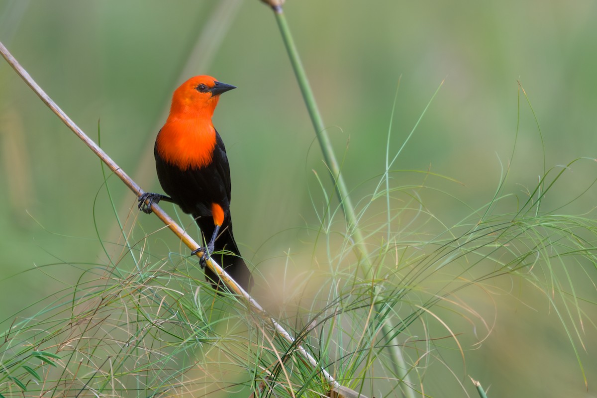 Scarlet-headed Blackbird - ML644398267