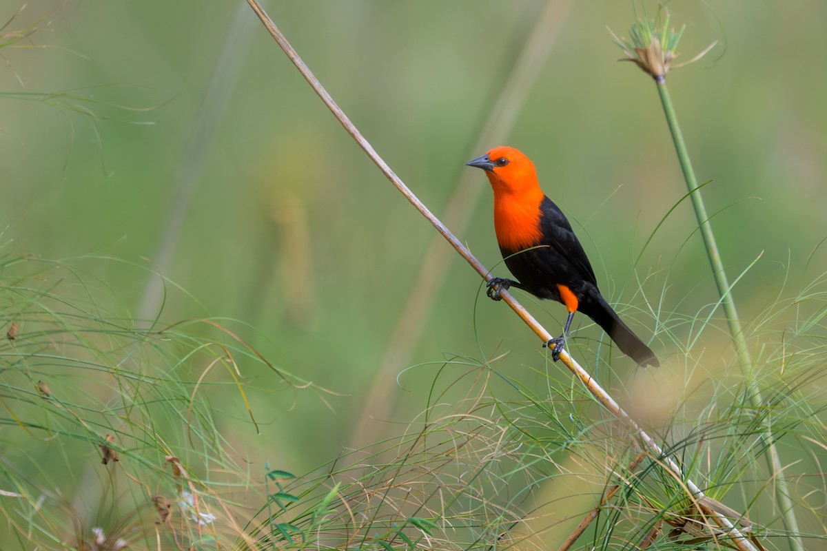 Scarlet-headed Blackbird - ML644398268