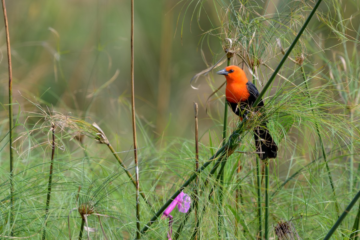 Scarlet-headed Blackbird - ML644398269