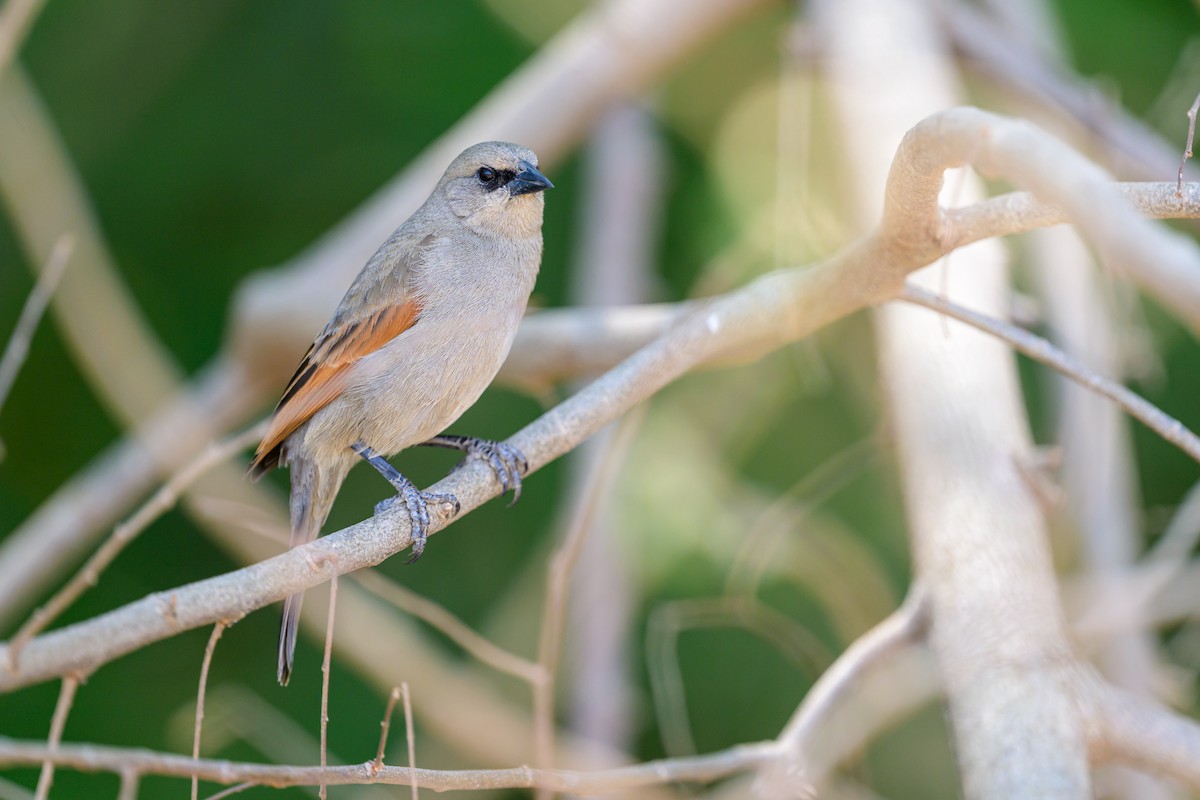 Grayish Baywing - ML644398272