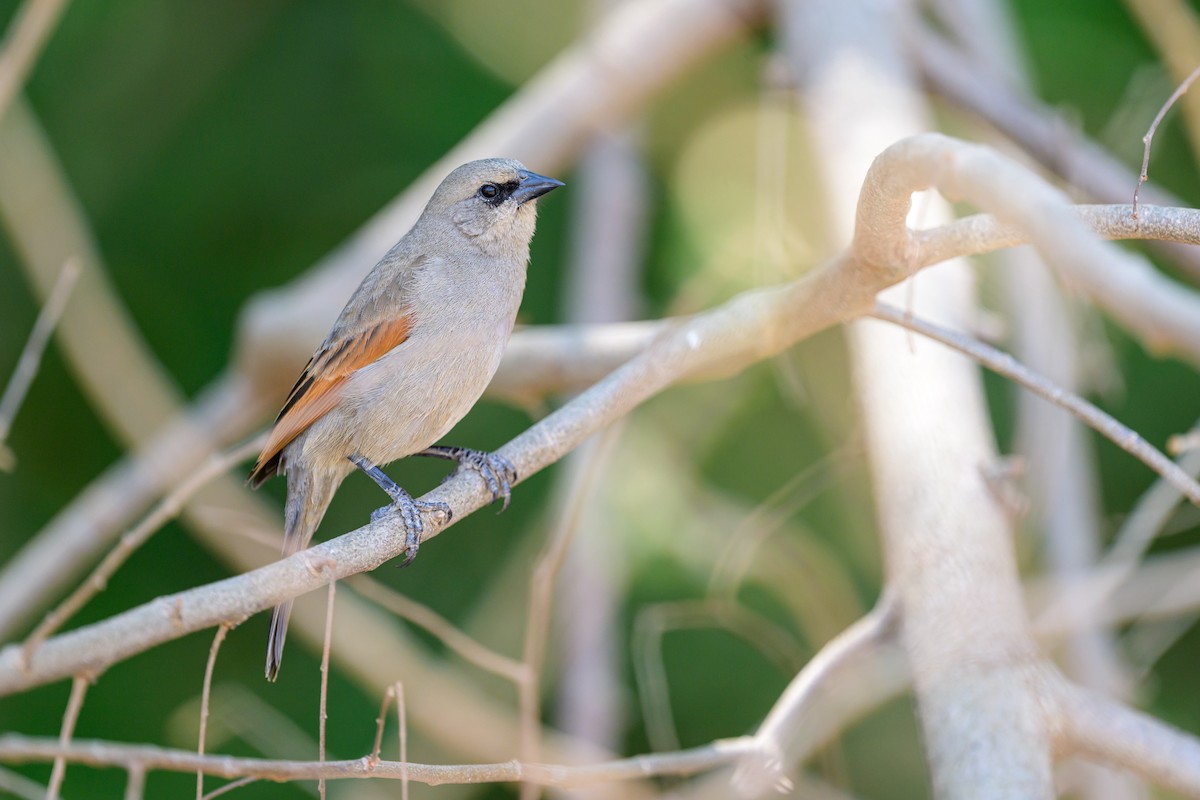 Grayish Baywing - ML644398276