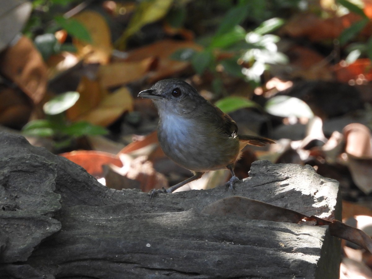 Horsfield's Babbler (Horsfield's) - ML644398279