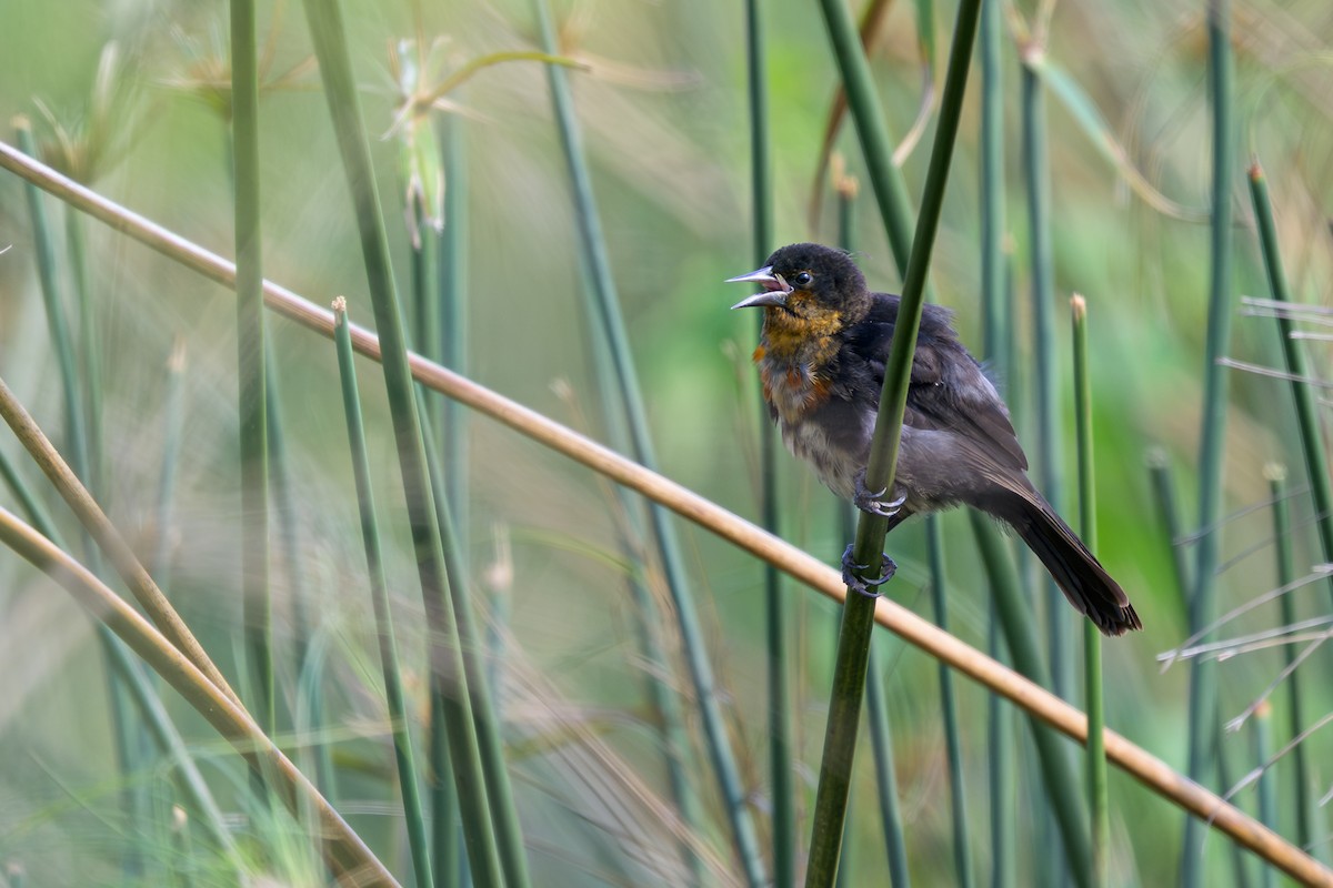 Unicolored Blackbird - ML644398283