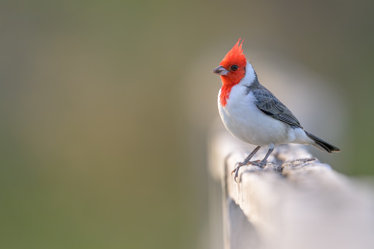 Red-crested Cardinal - ML644398288