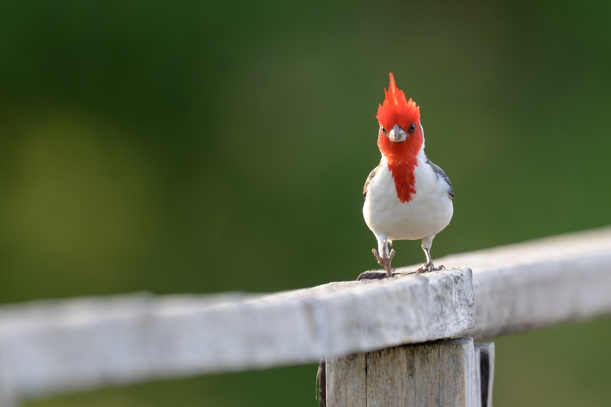 Red-crested Cardinal - ML644398289