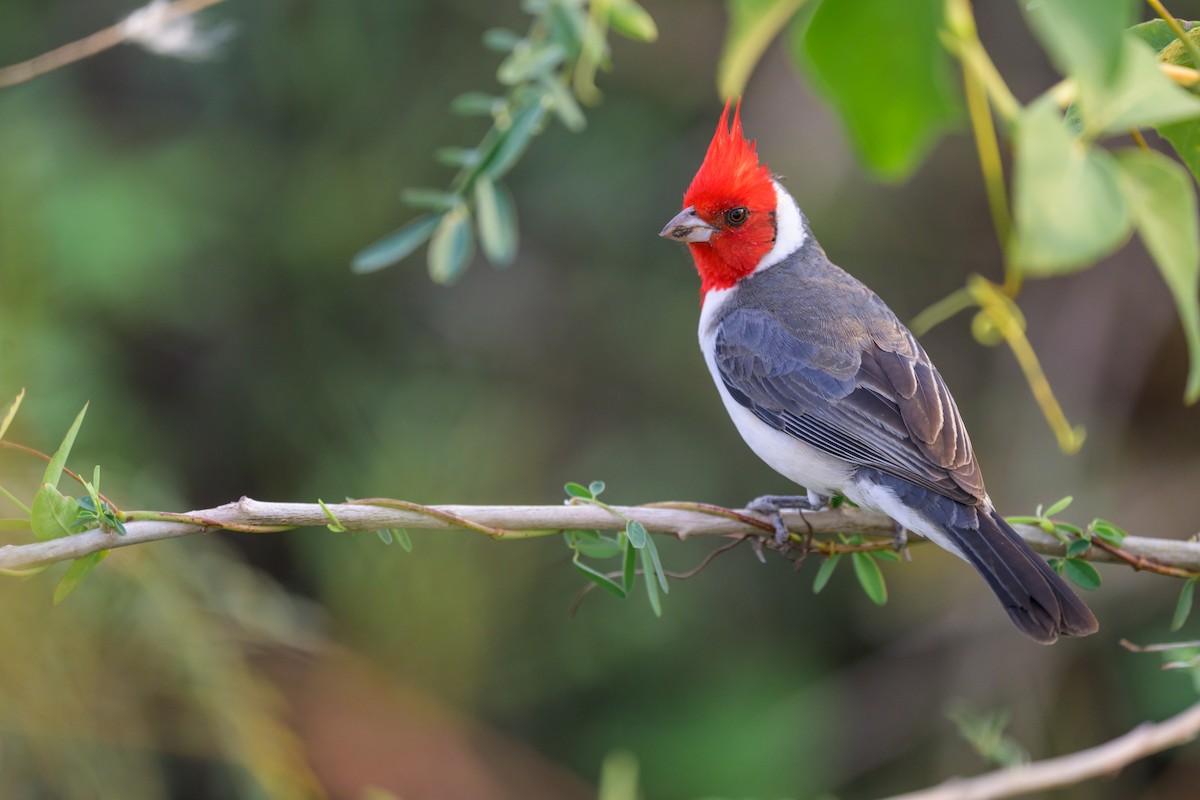 Red-crested Cardinal - ML644398290