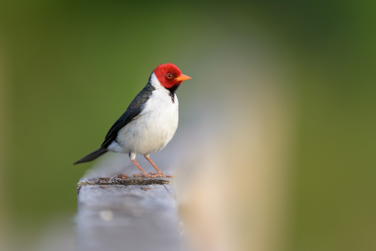 Yellow-billed Cardinal - ML644398293