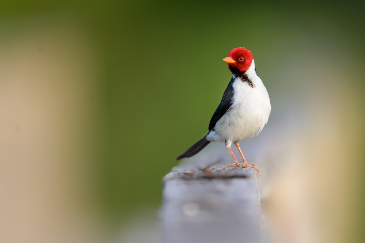 Yellow-billed Cardinal - ML644398294