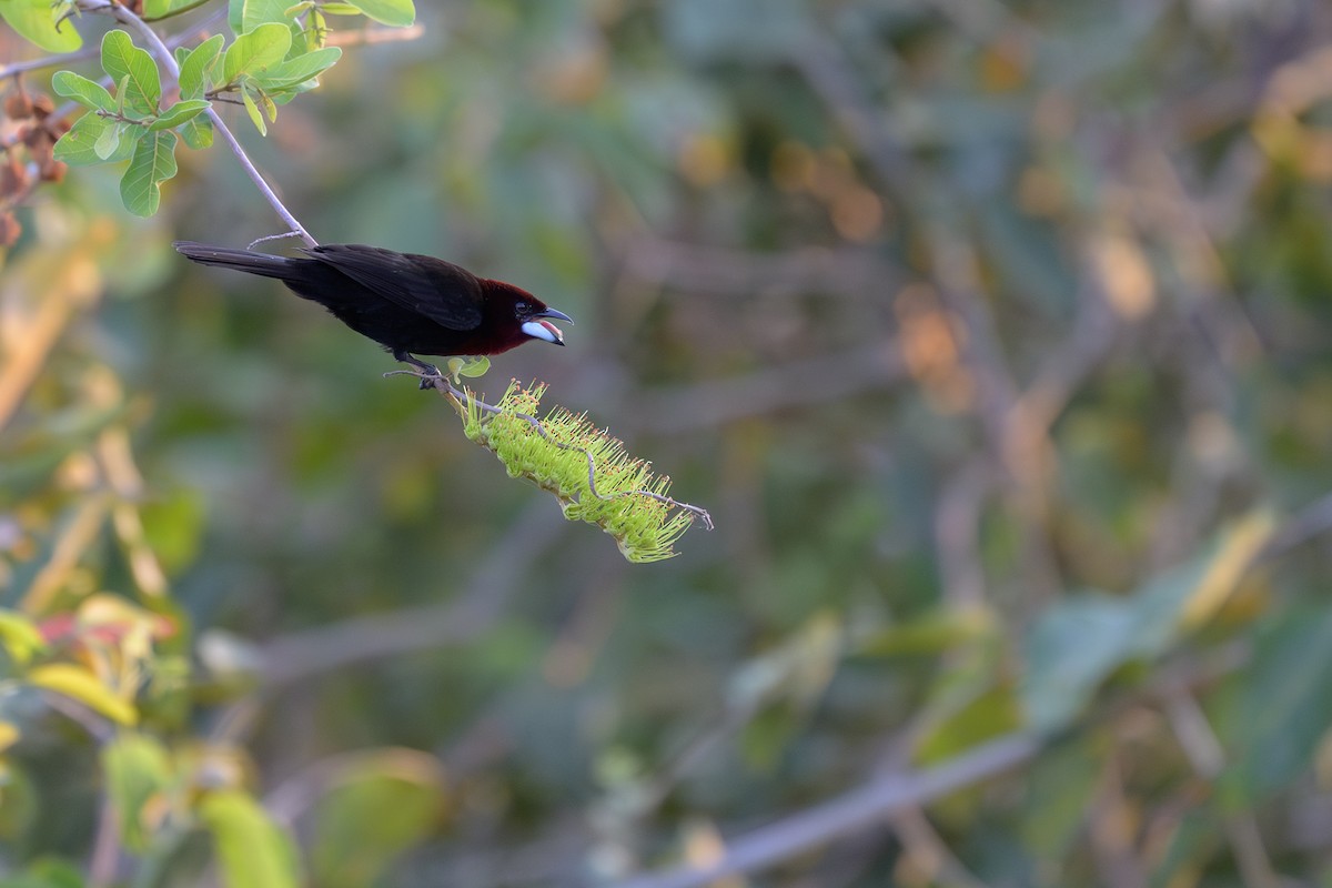 Silver-beaked Tanager - ML644398303