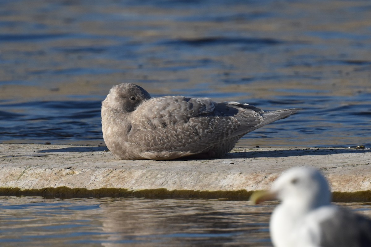 Glaucous-winged Gull - ML644398308
