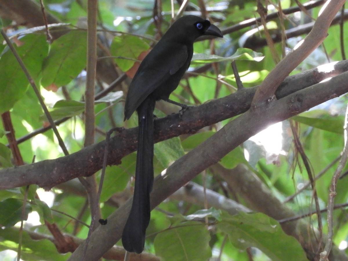 straka tmavá - ML644398310