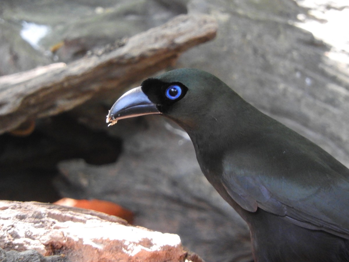 straka tmavá - ML644398311