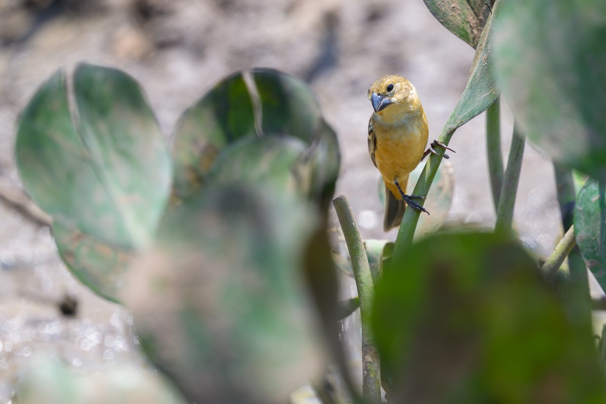 Rusty-collared Seedeater - ML644398313
