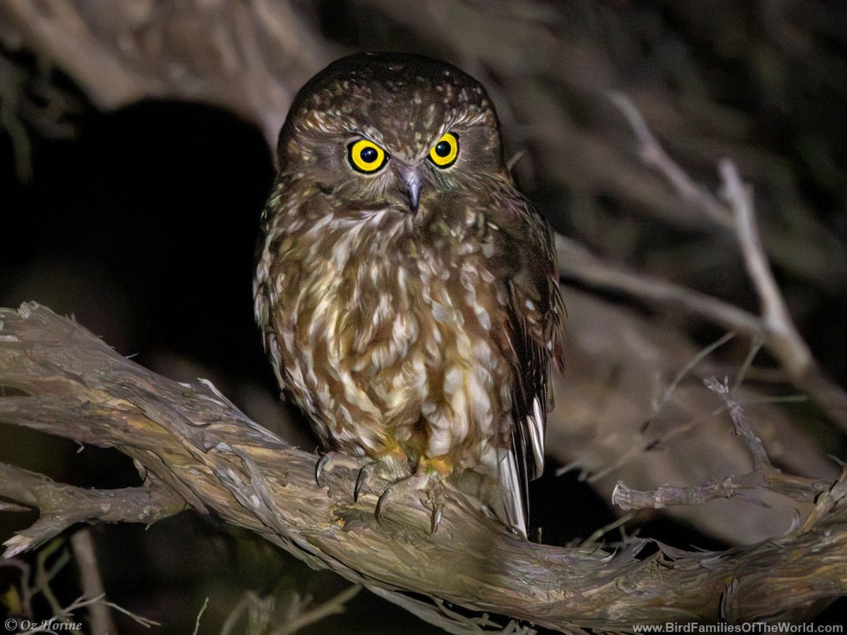 Tasmanian Boobook - ML644398325