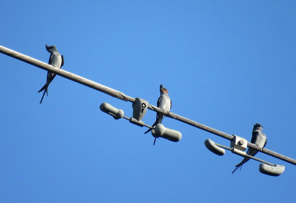 klecho rezavolící - ML644398329