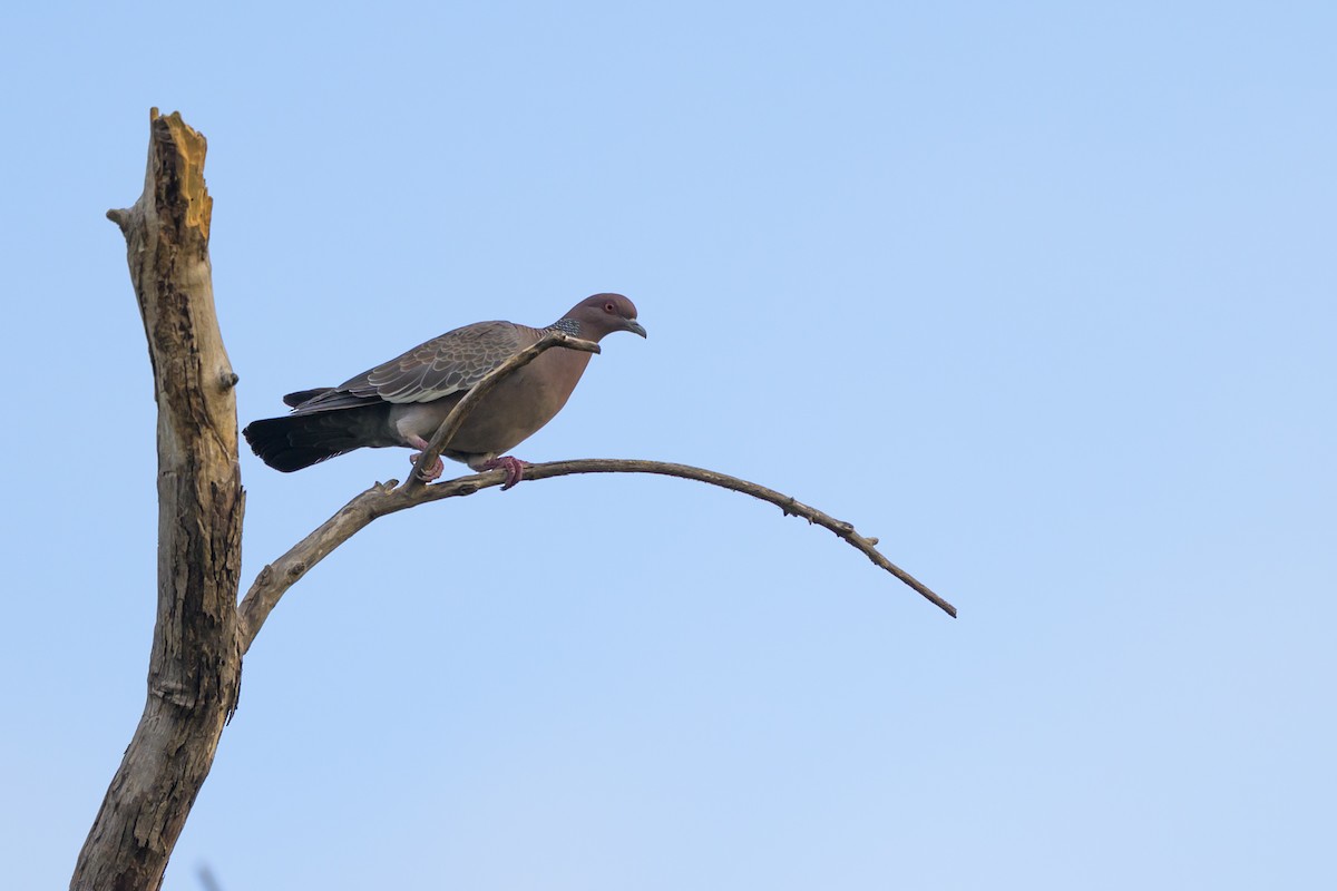 Picazuro Pigeon - ML644398338