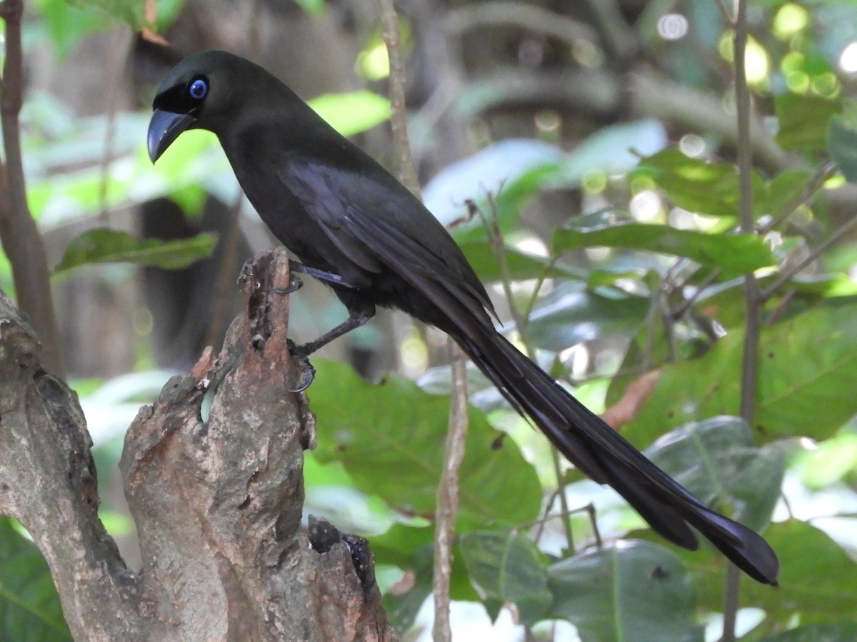 straka tmavá - ML644398347