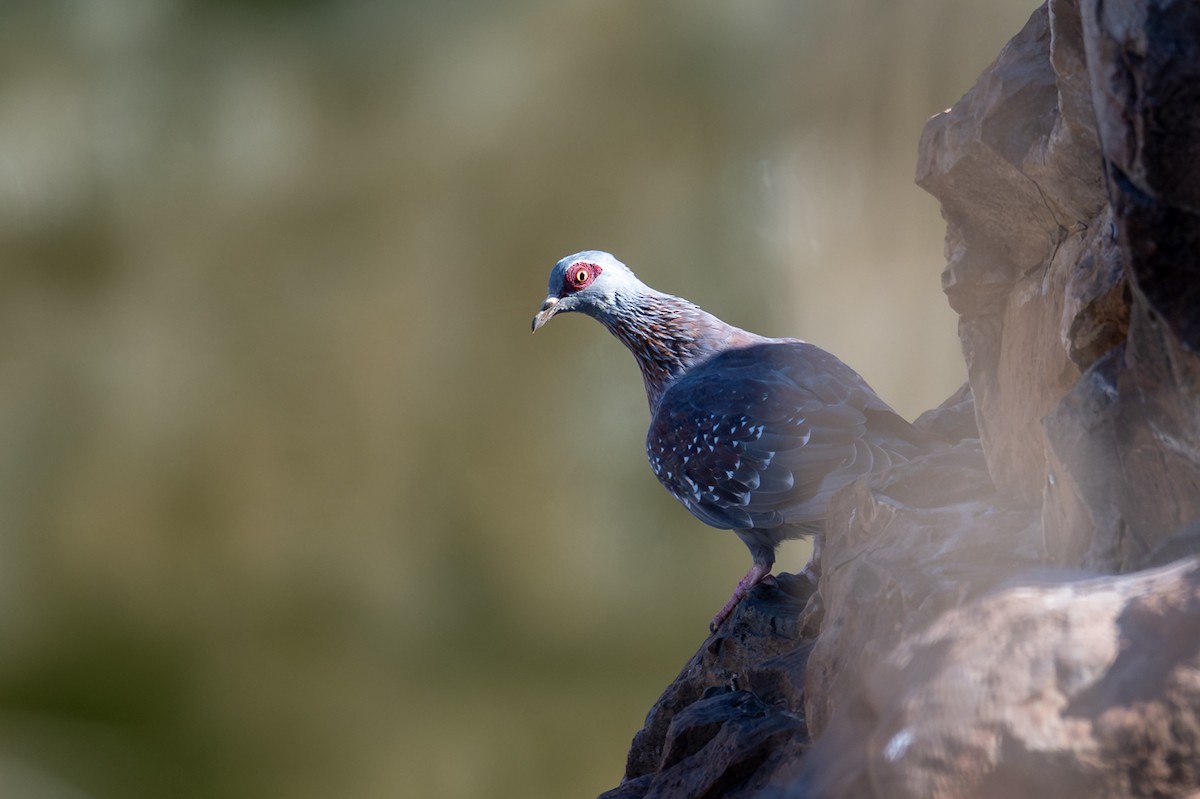 Speckled Pigeon - ML644398348