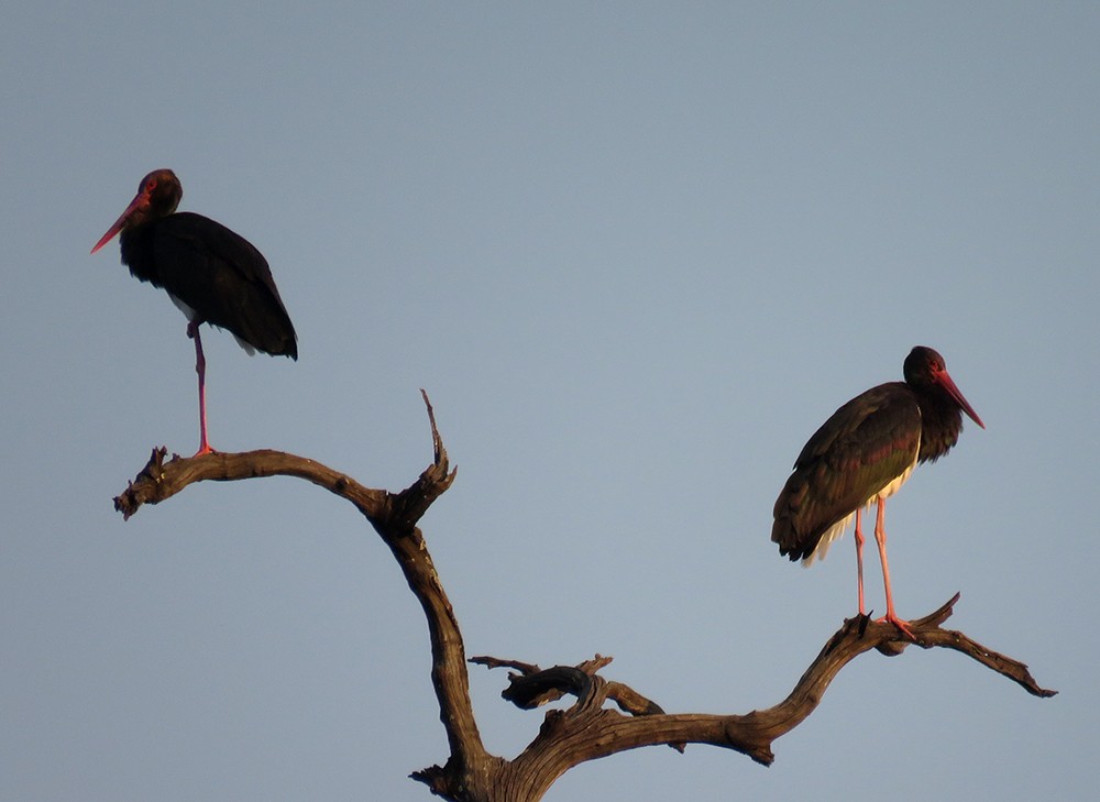 čáp černý - ML644398349