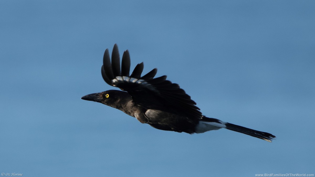 Pied Currawong - ML644398352