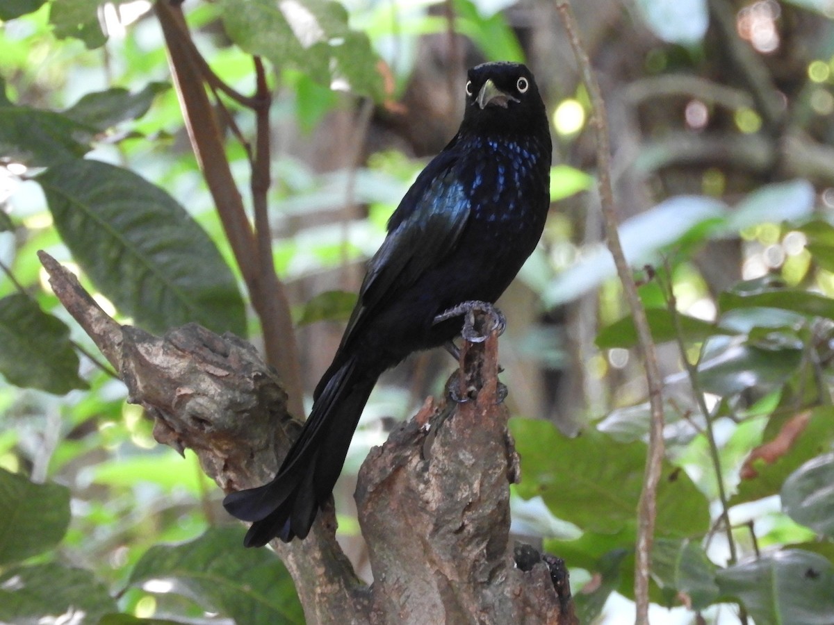 Hair-crested Drongo (Javan) - ML644398355