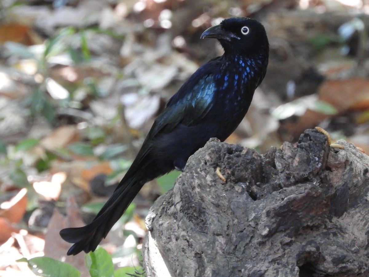 Hair-crested Drongo (Javan) - ML644398356