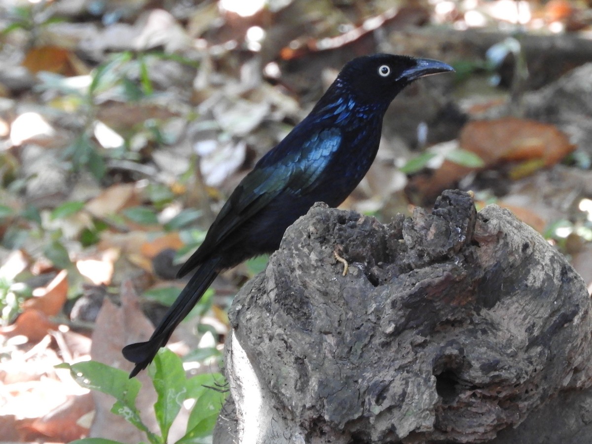 Hair-crested Drongo (Javan) - ML644398357